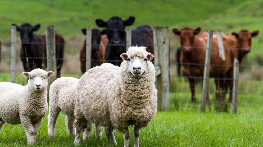 Babesios förekommer främst bland boskapsdjur, som kor och får, i mellersta delarna av landet  Foto: Shutterstock